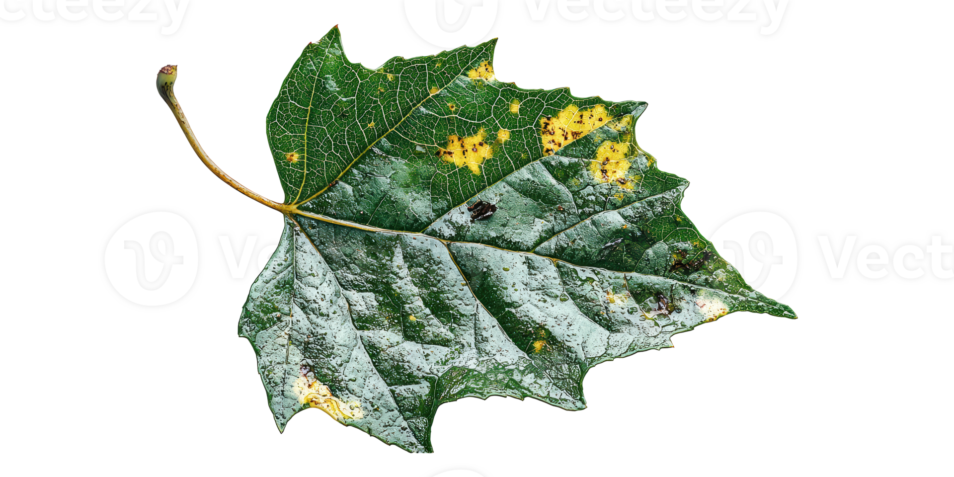 Green maple leaf with yellow spots isolated on transparent background png