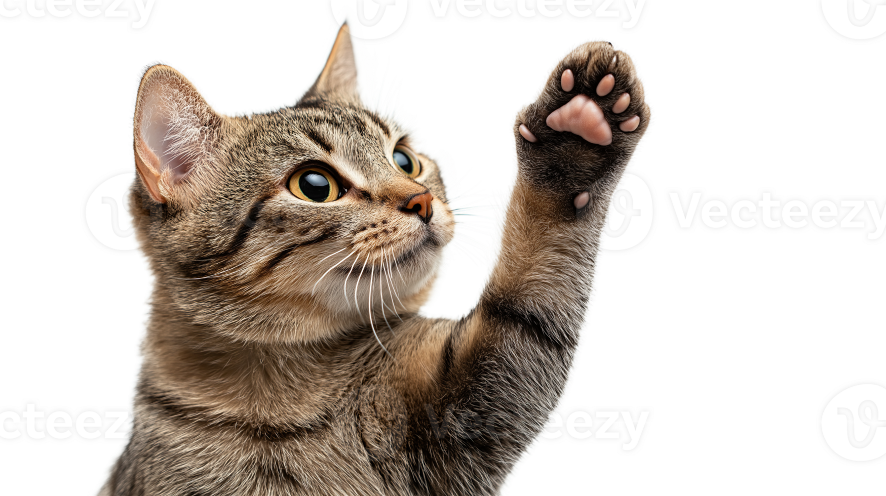 cat giving high five isolated on transparent background - png