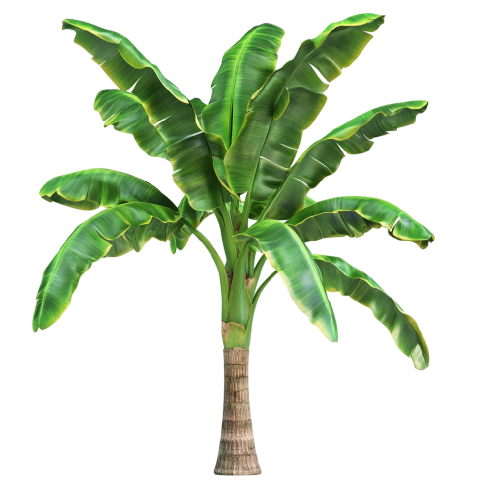 Banana Tree with Large Green Leafy Fronds on Transparent Background png
