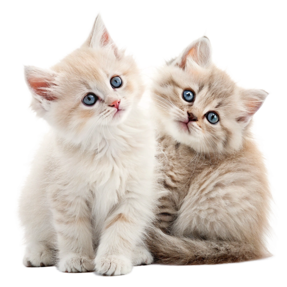 cute cat babys cartoon character isolated on transparent background png