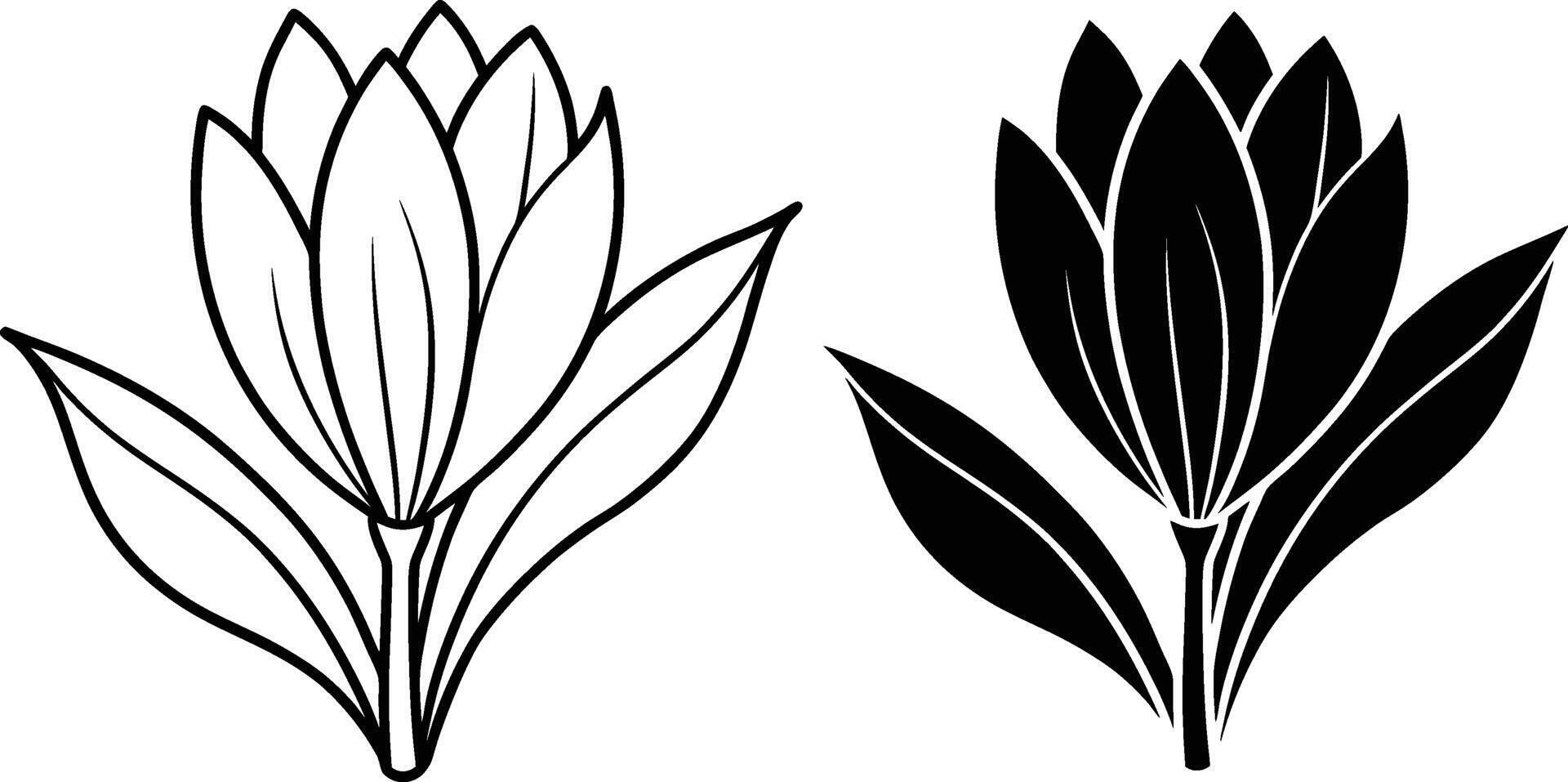 Floral Line Art Black and White Crocus Bloom Illustrations vector