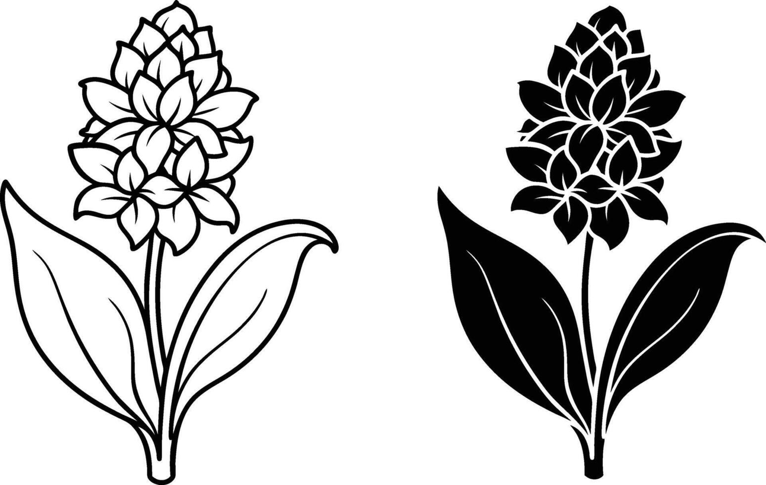 Siam Tulip Flower Line Art Black and White Illustrations vector