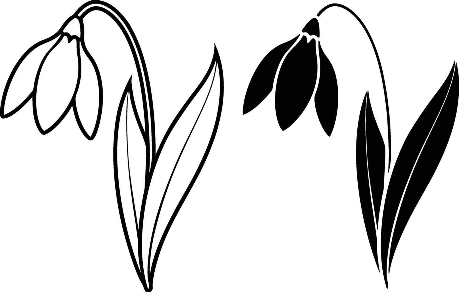 Elegant Snowdrop Flower Line Art Black and White Illustrations vector