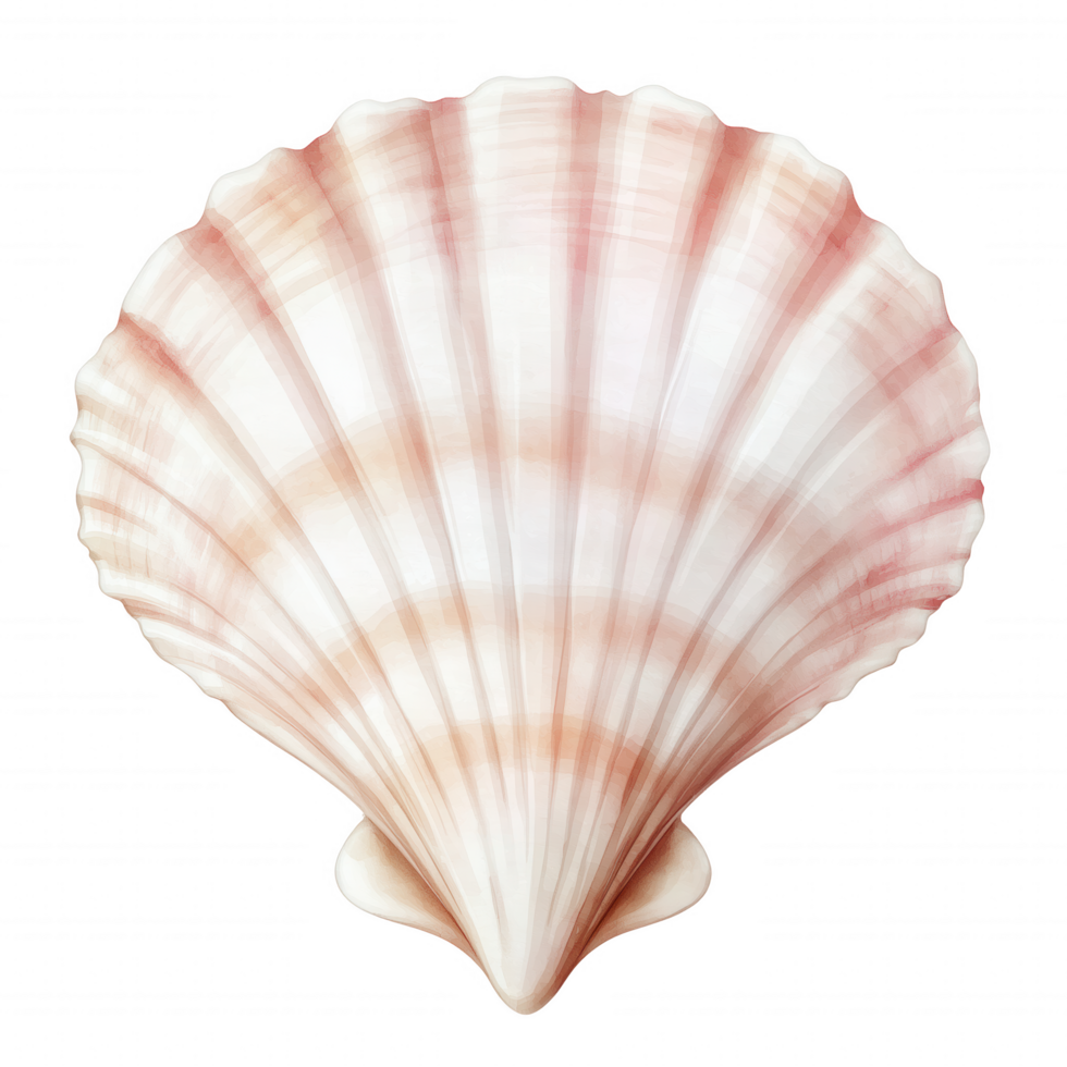 A shell with a pink and white pattern png