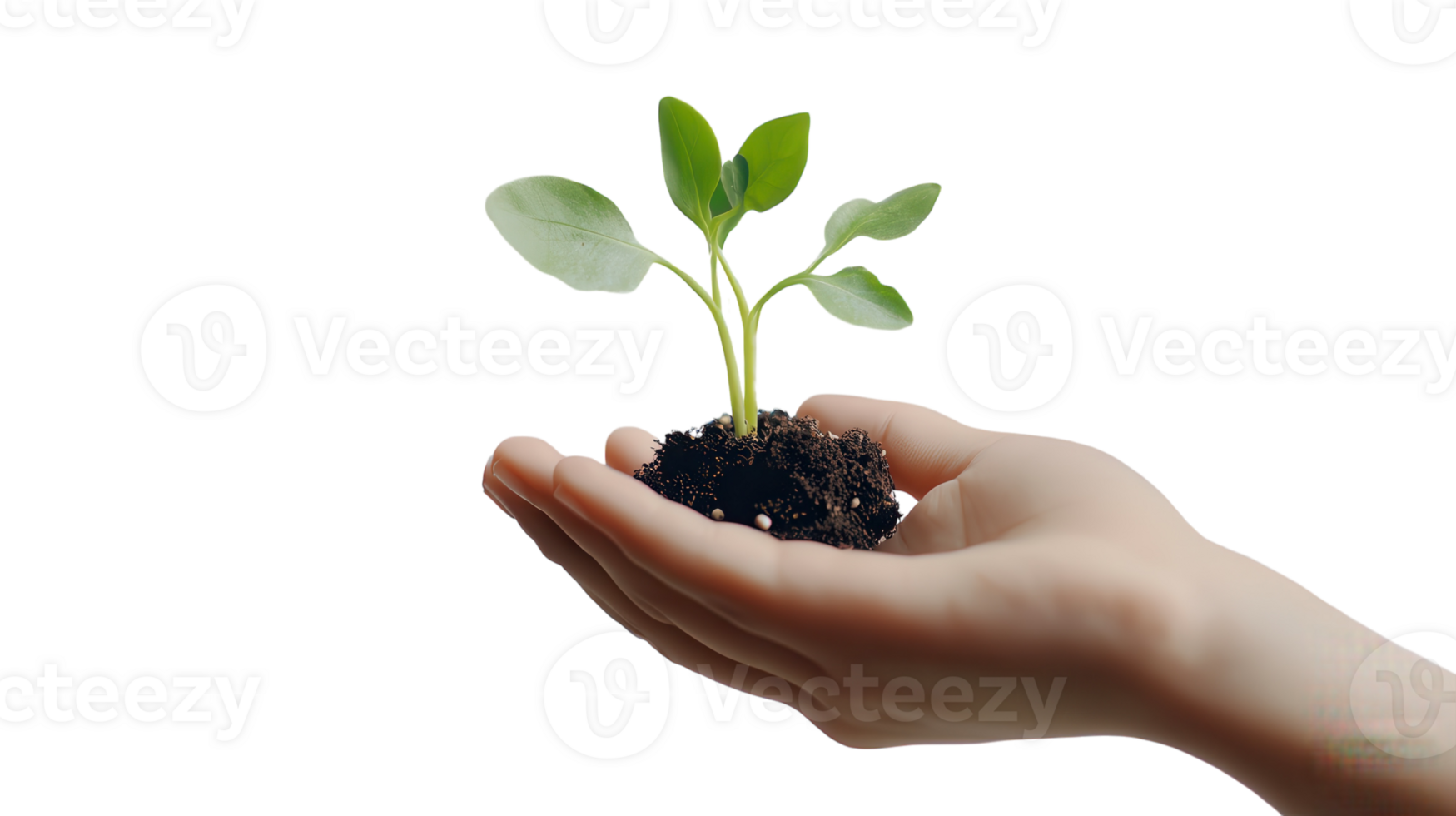 A hand holding a small plant with soil png