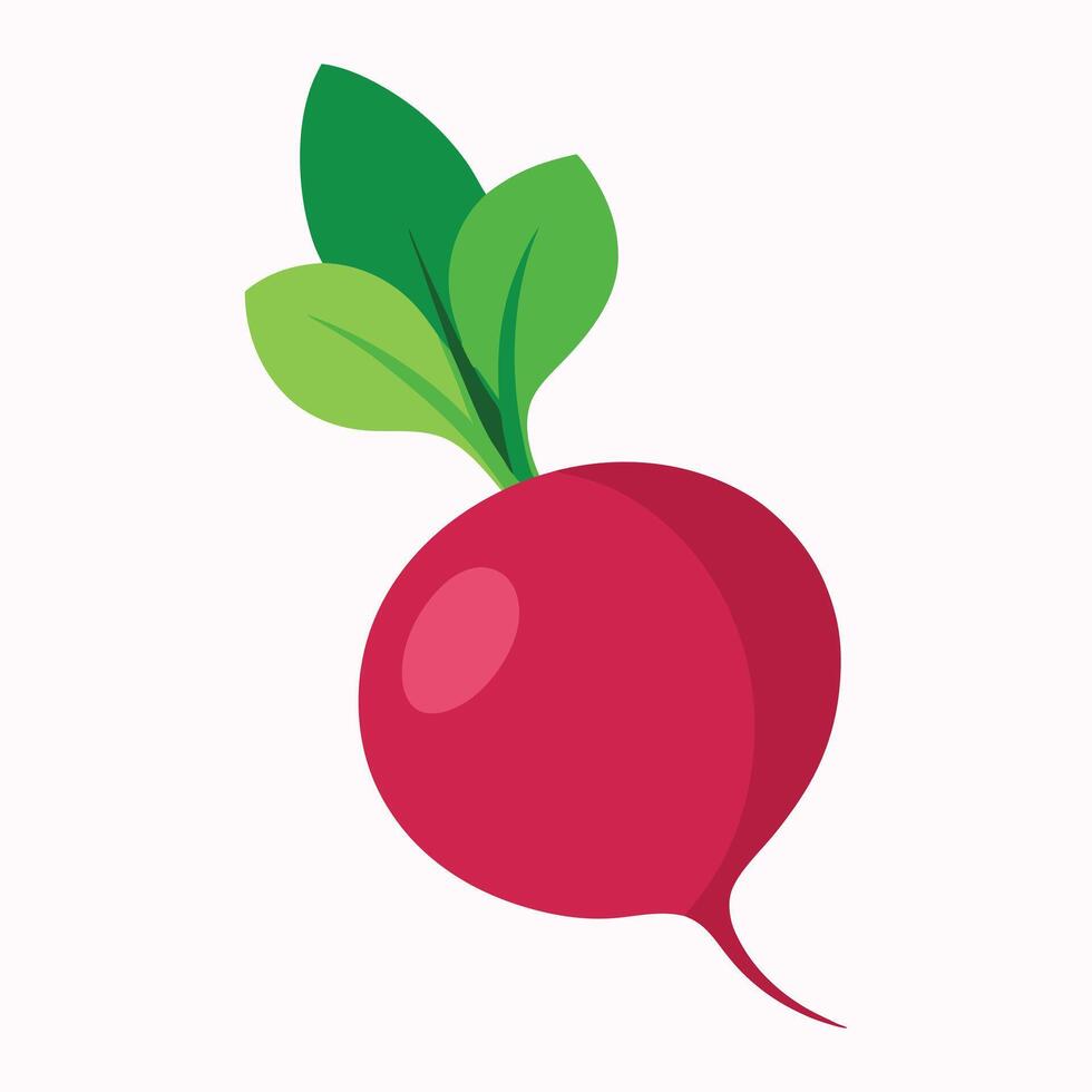 Fresh and Vibrant Radish Illustration vector