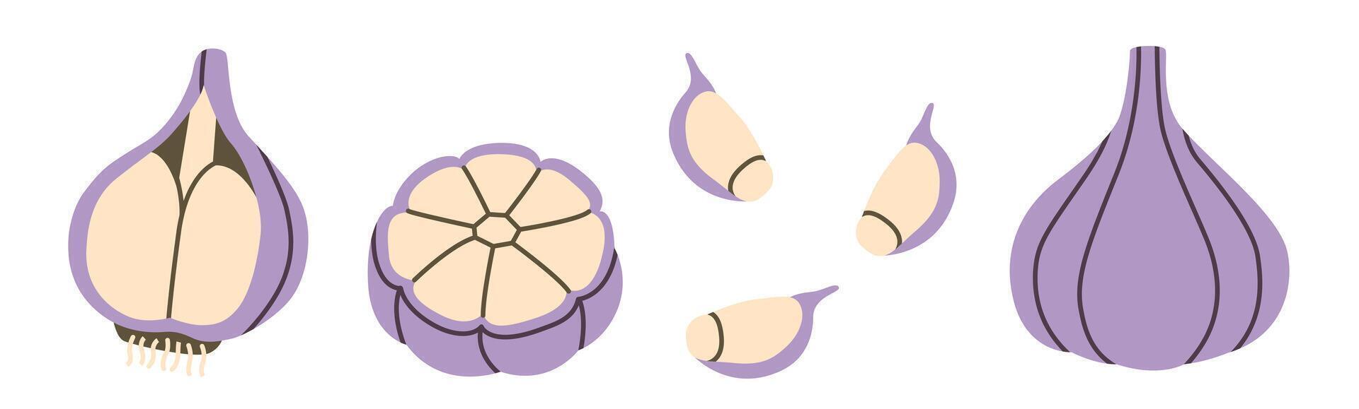 Flat-style illustration of garlic in different perspectives, including whole bulbs, cross-sections, and individual cloves. Perfect for culinary designs, recipe layouts, and healthy food concepts. vector