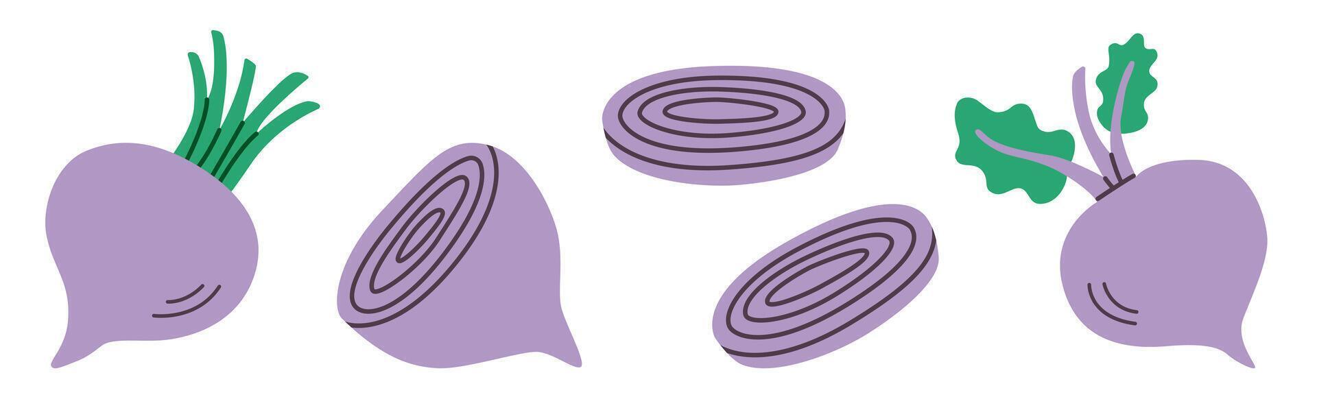 Flat-style illustration set of beets and beet slices in various cuts and angles. Purple roots with green leaves, perfect for food, farming, and healthy diet designs. vector