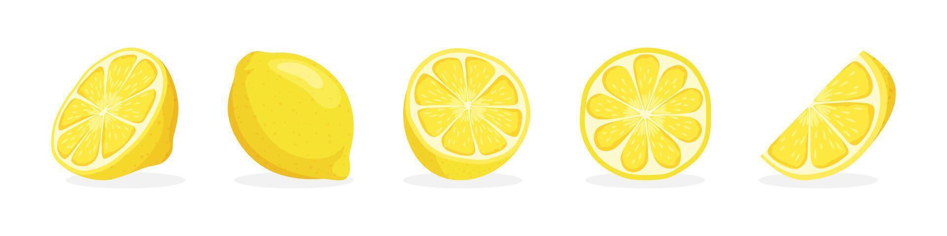 Fresh Lemon Illustrations with Slices vector
