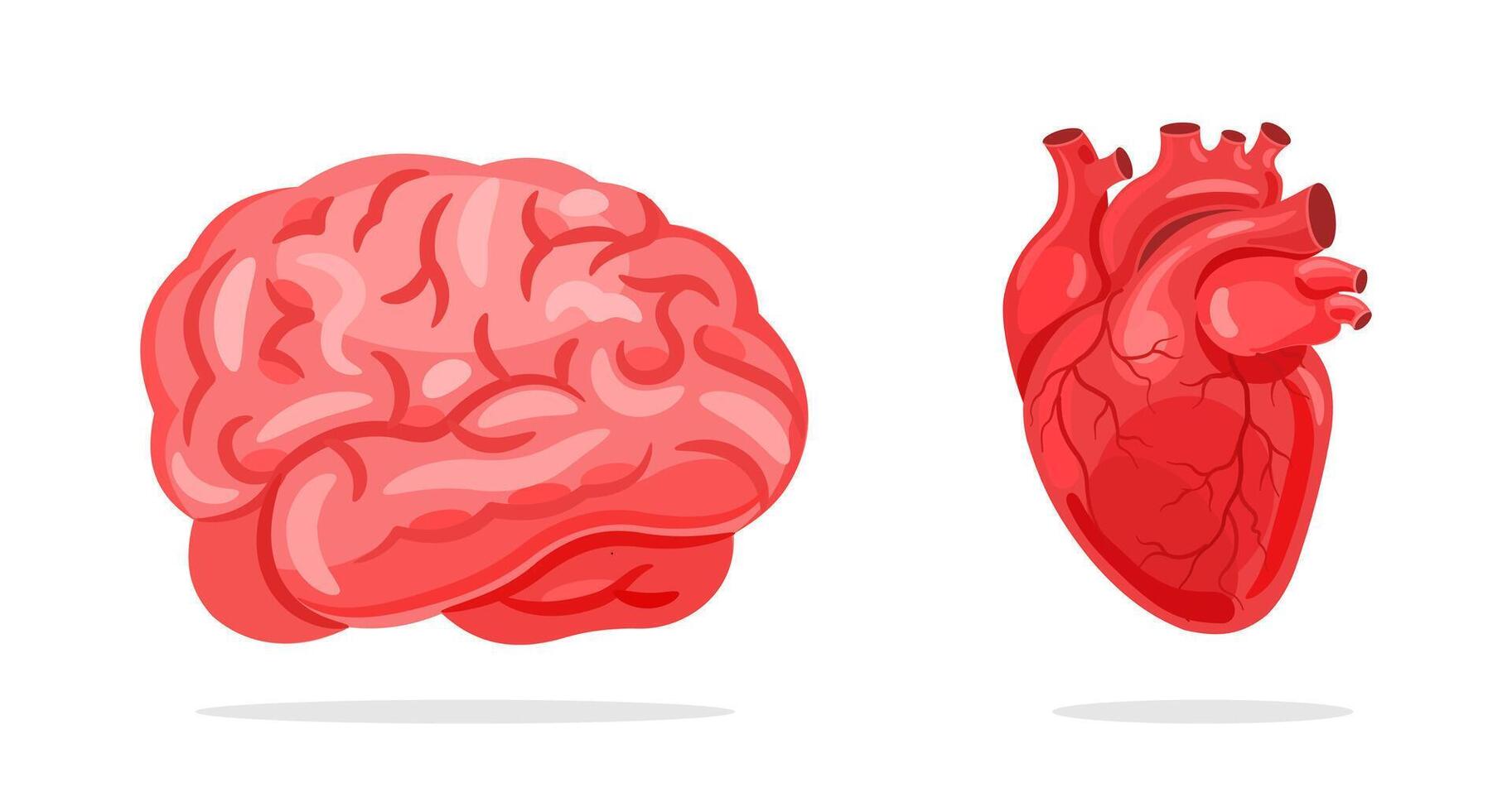 Illustration of Human Brain and Heart Anatomy vector