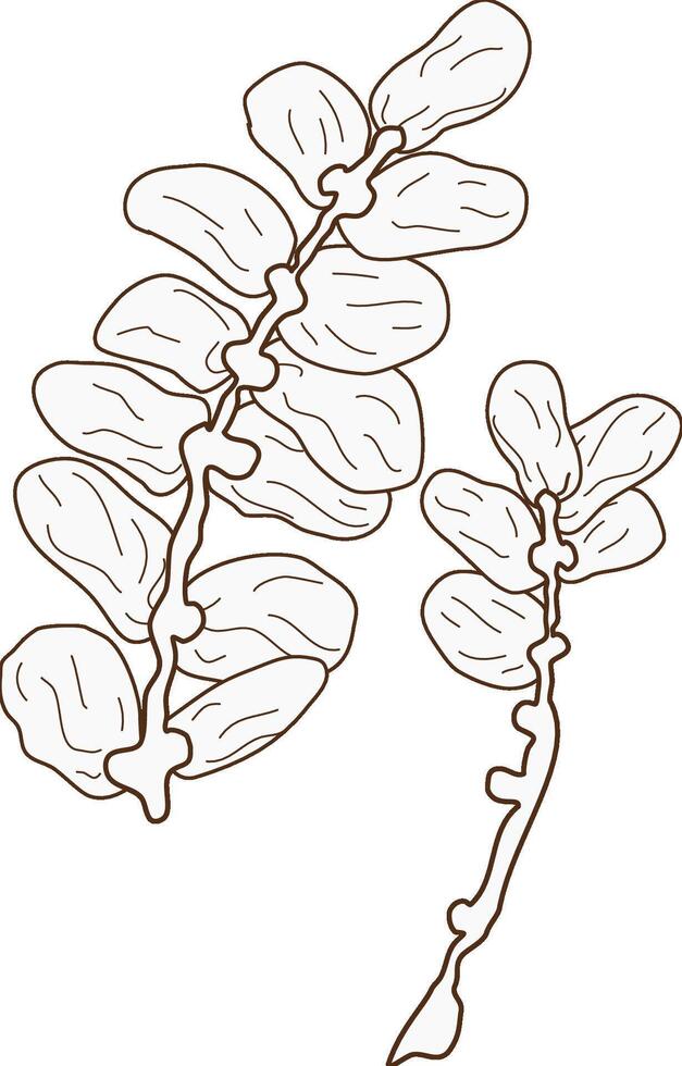 dates branch hand drawn vector