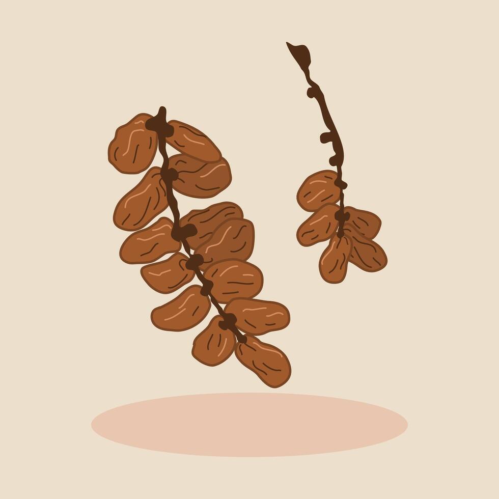 Fresh date branches on a beige background. Tropical and natural food concept vector