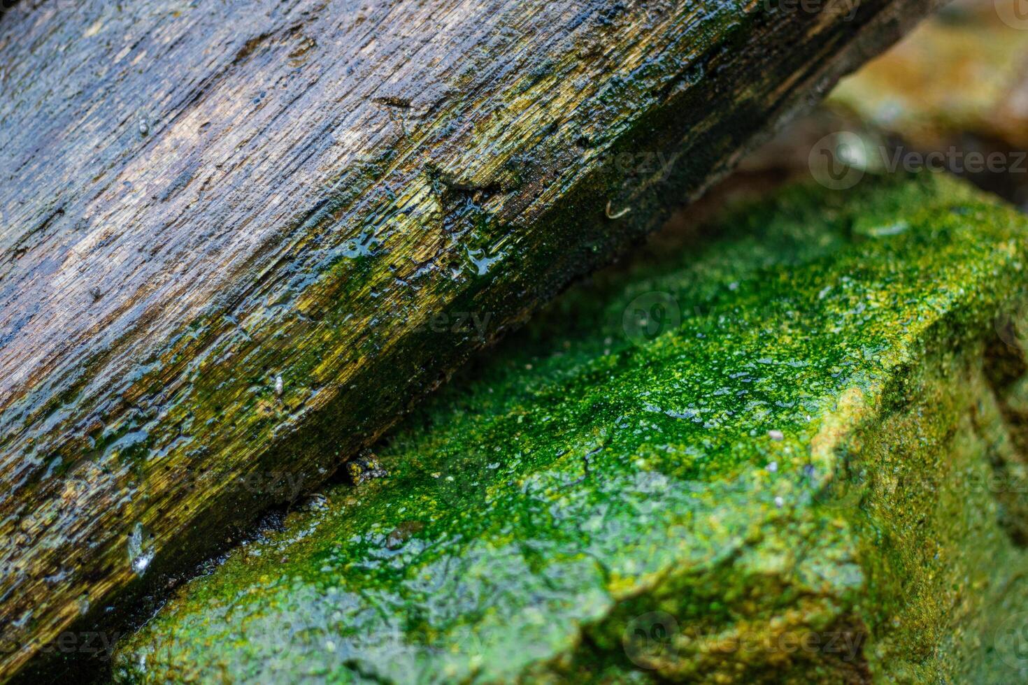 Tree trunk laying on a mossy stone photo
