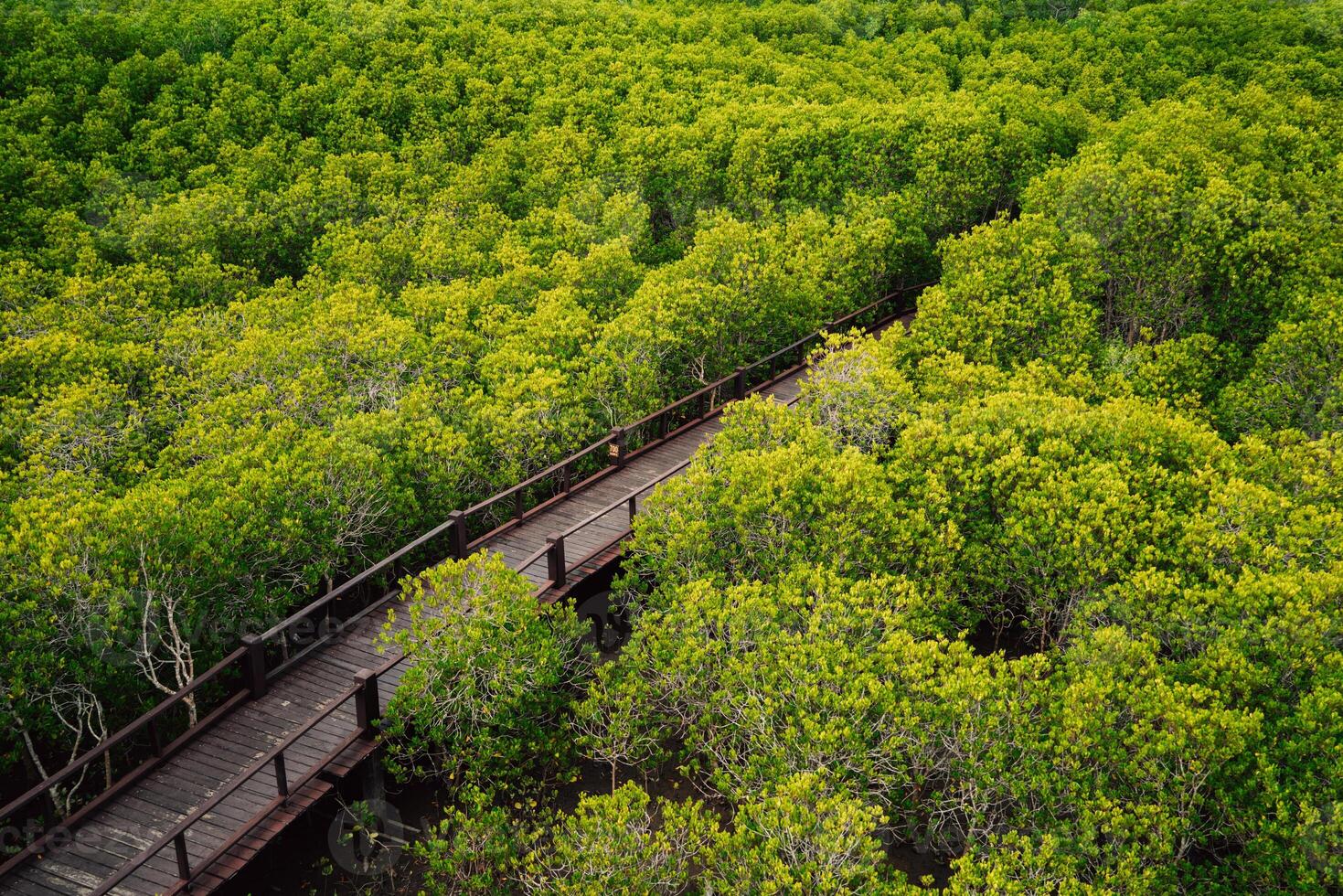 A forest with a path through it photo