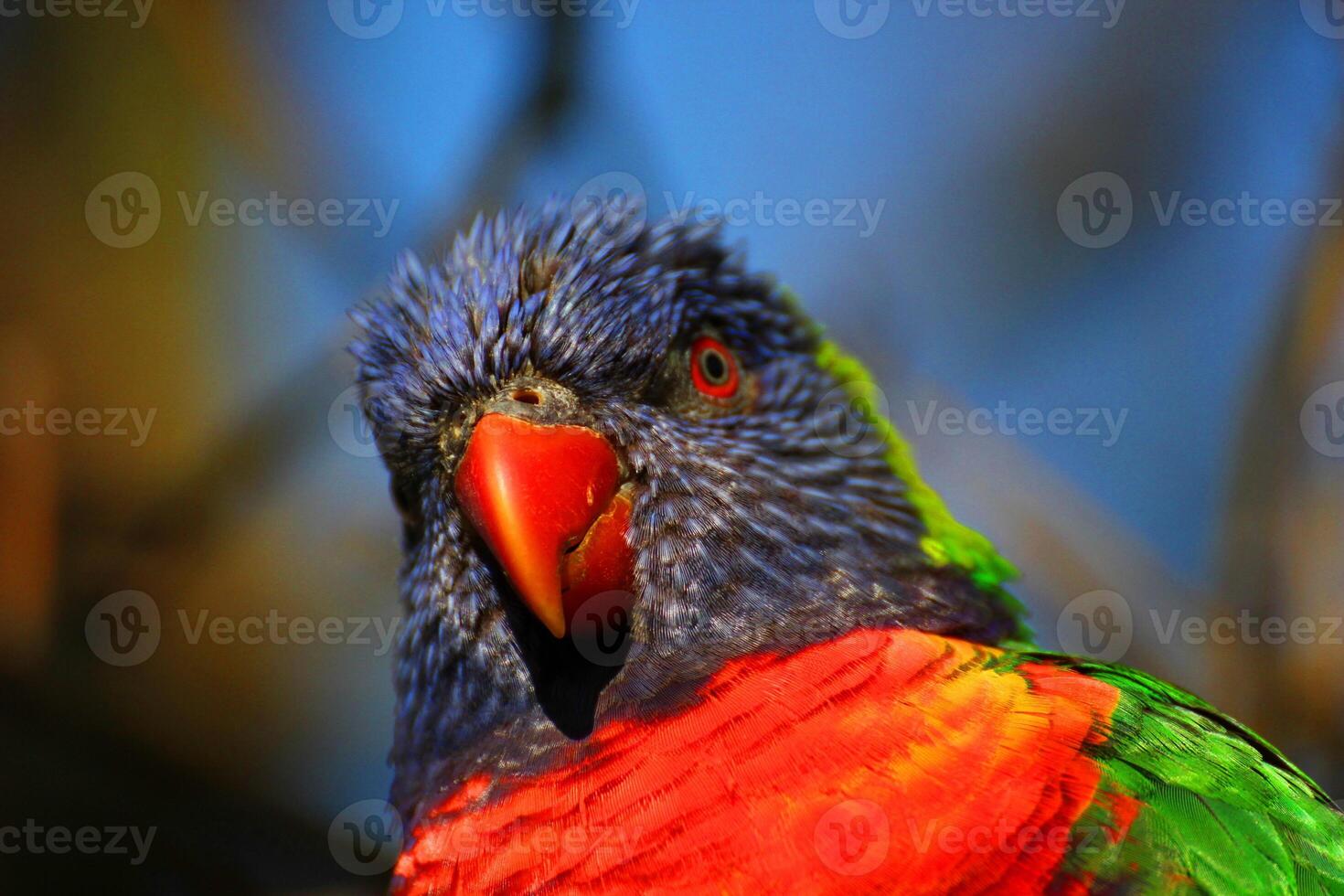 Rainbow Lorikeet Watching photo