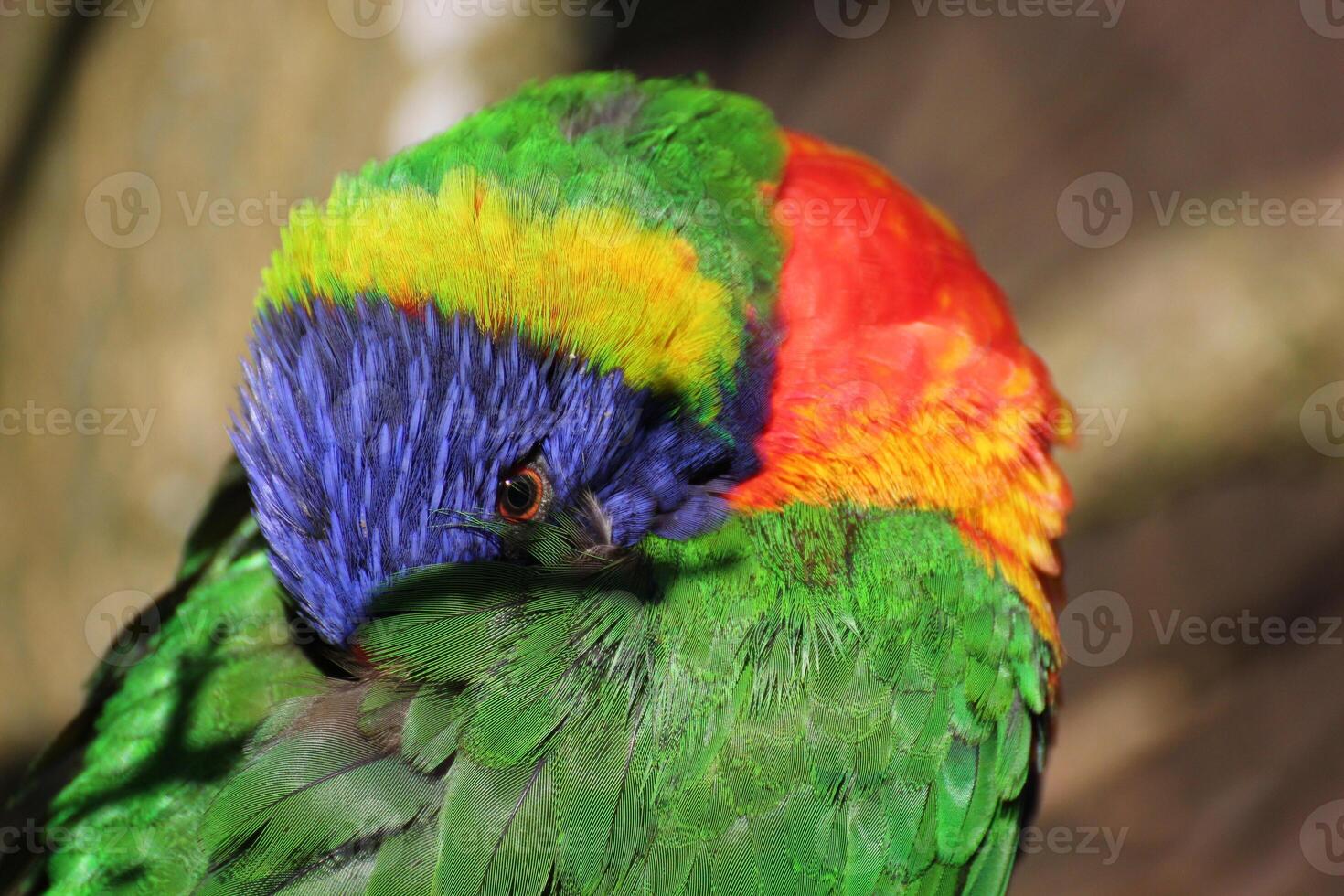 Lorikeet peering at the camera from under its wing. photo