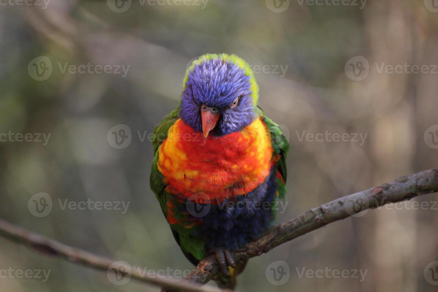 Rainbow lorikeet on a twig, facing the camera. photo