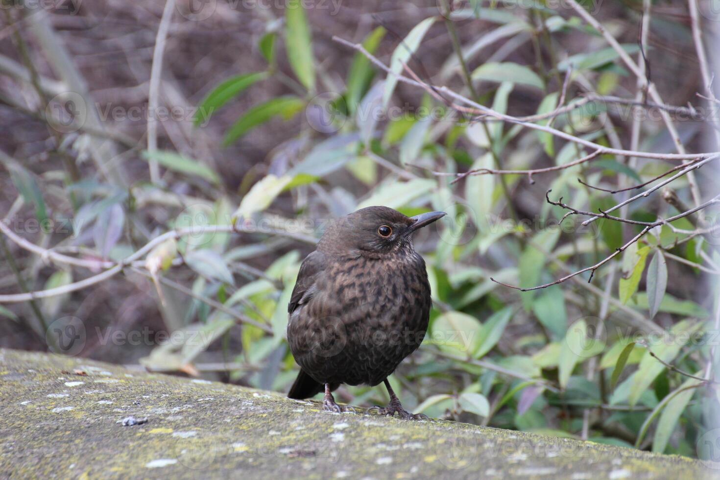 Female common blackbird watchfully sitting on a stone wall. photo