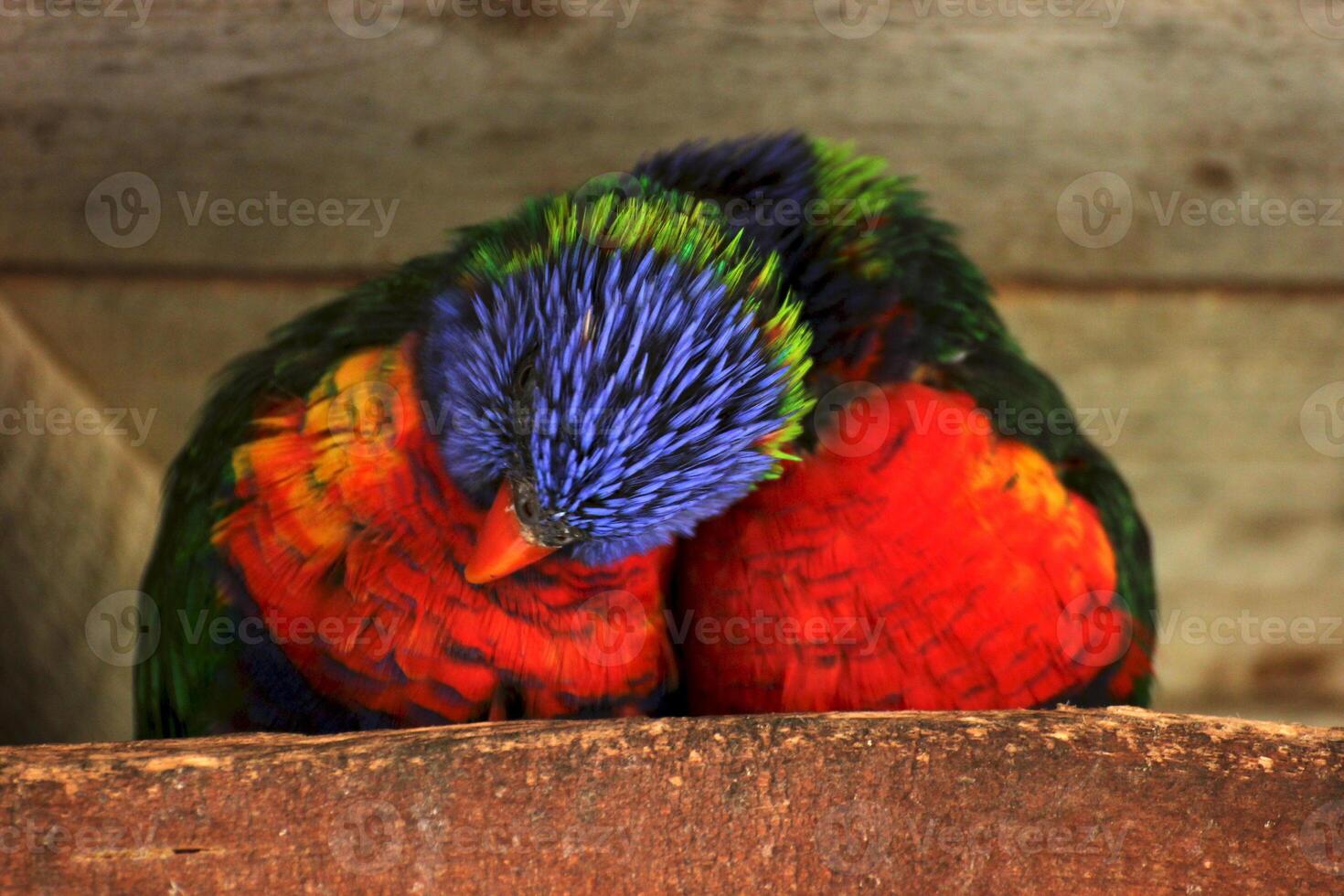 Two rainbow lorikeets snuggling with each other photo