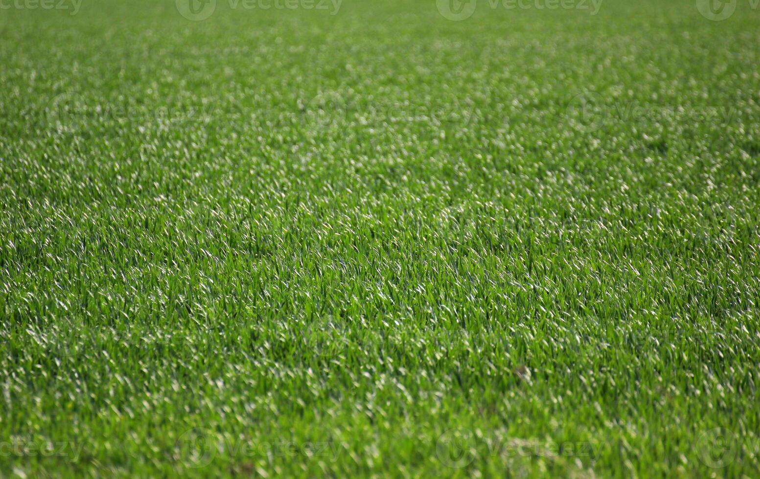 Flat grass field. photo