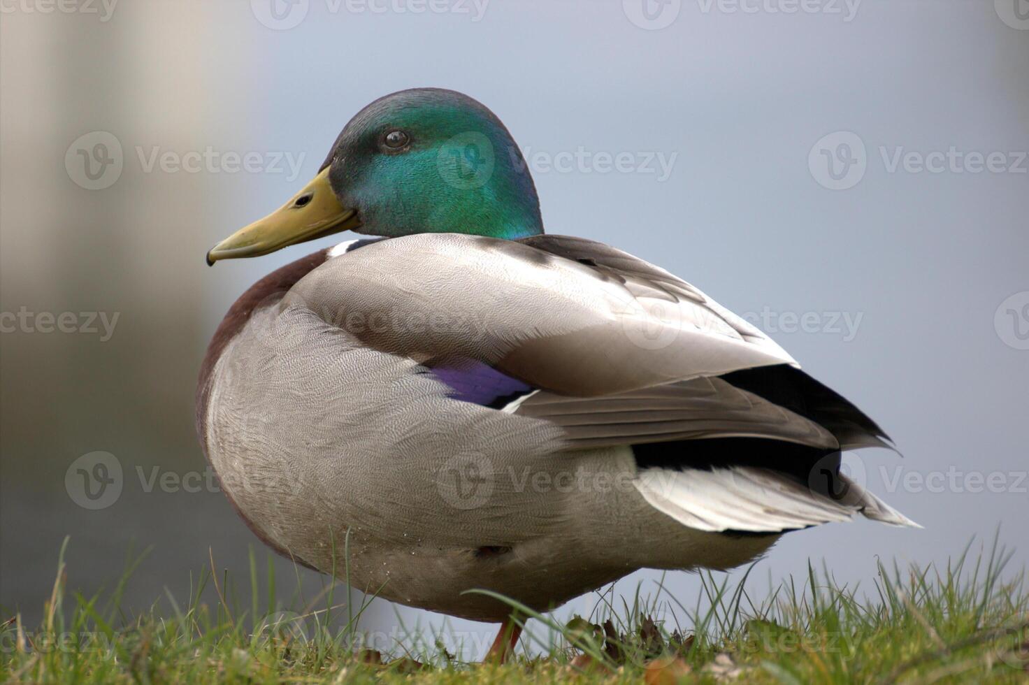 A male mallard standing at the edge of a pond. photo