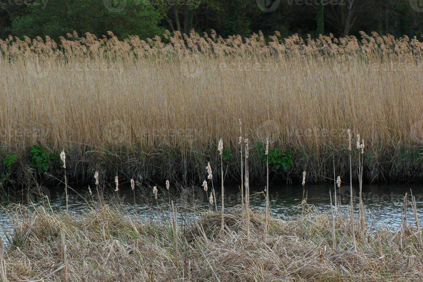 Reed at the river Ryck in Mecklenburg-Vorpommern in Germany. photo