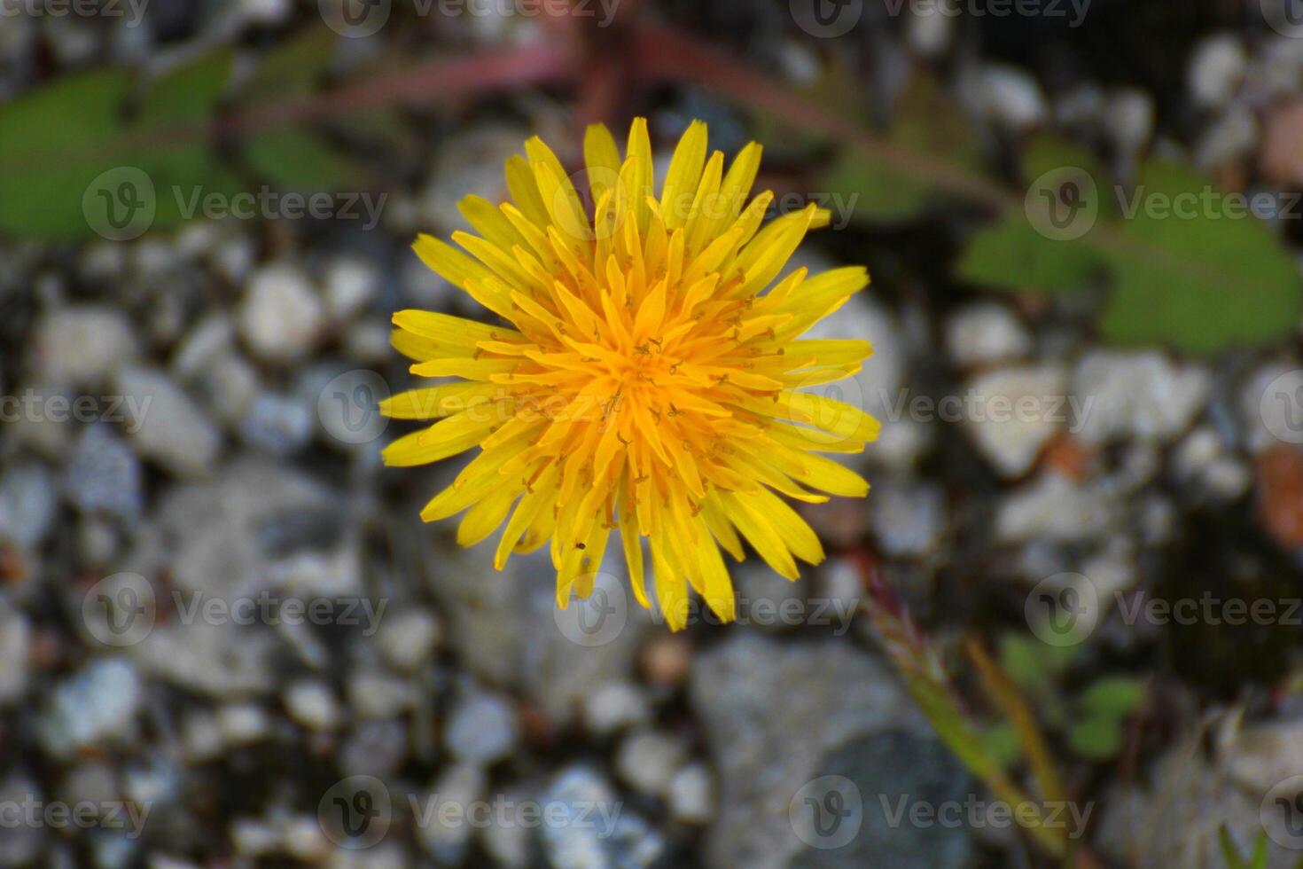 Dandelion Taraxacum blossom from the front photo