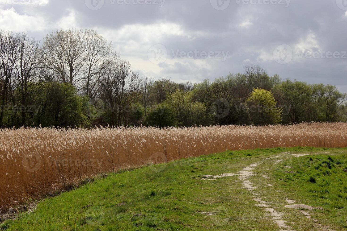Way on levee through the reed by the river Ryck in Mecklenburg-Vorpommern, Germany. photo