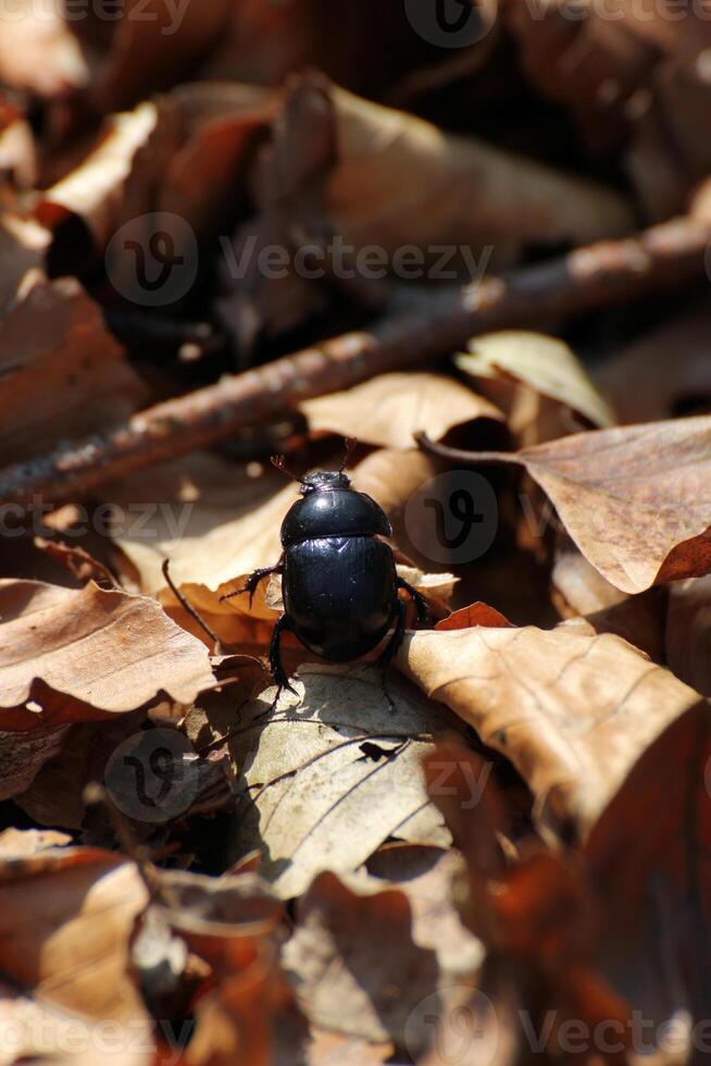 Dung beetle on some brown leaves in a forest near Greifswald, Mecklenburg-Vorpommern, Germany. photo