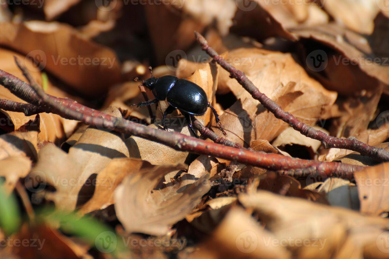 Dung beetle on brown leaves in a forest near Greifswald, Mecklenburg-Vorpommern, Germany photo