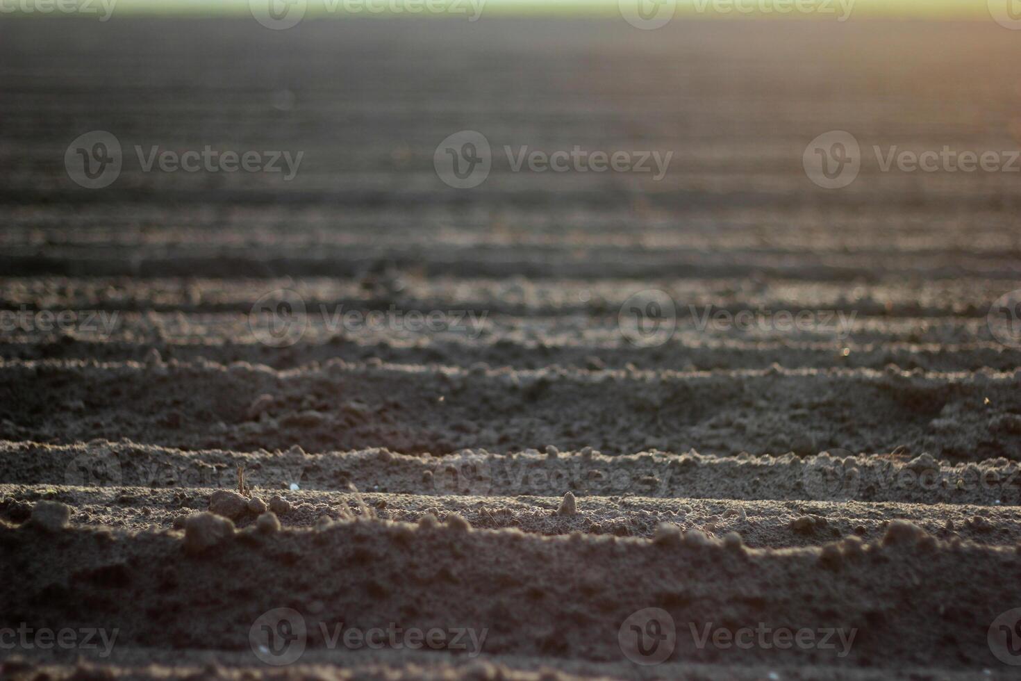 Plowed field in Mecklenburg-Vorpommern, Germany photo