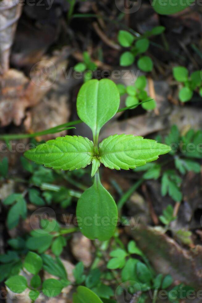 Shoot from a tree forming a green cross made of leaves. photo