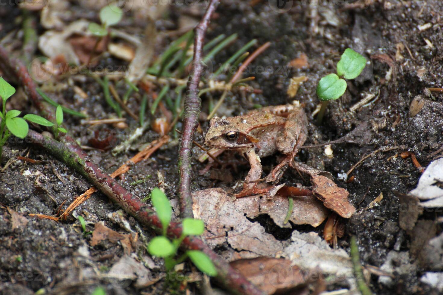 Common frog on ground photo