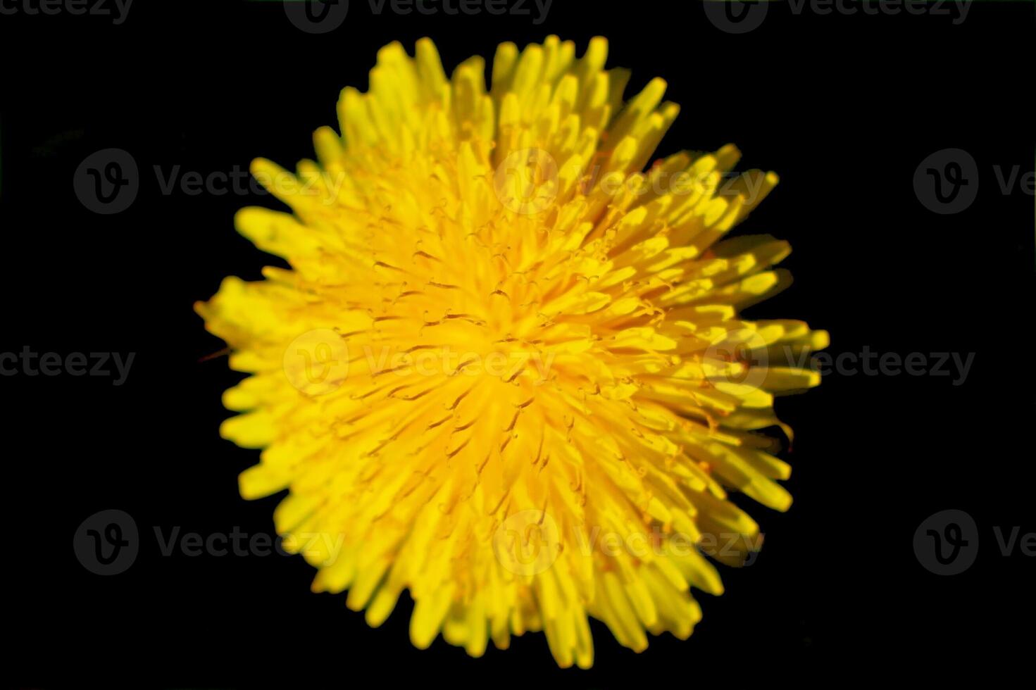 Dandelion Taraxacum blossom from the front, isolated on black. photo