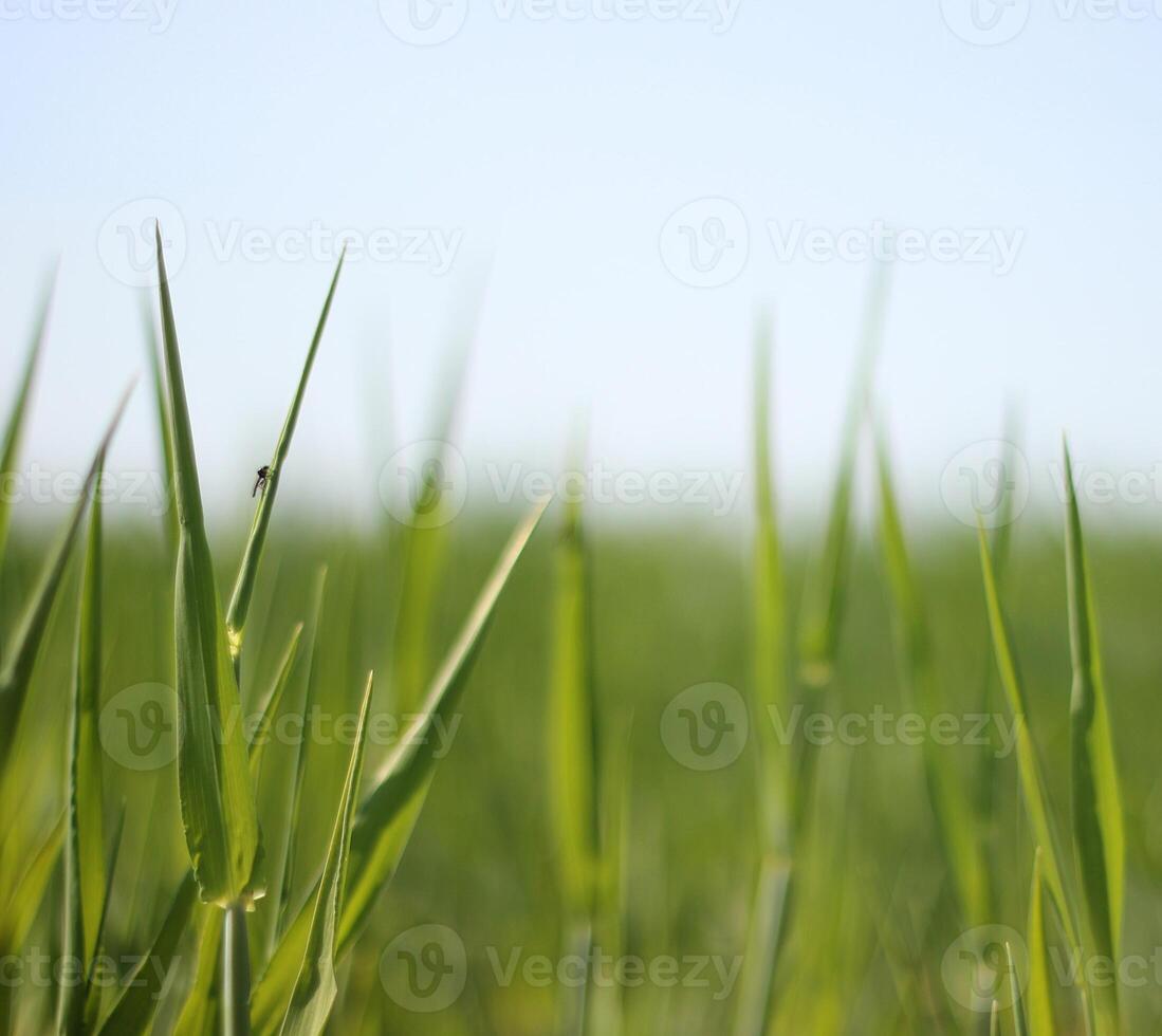Flat grass field and horizon. photo