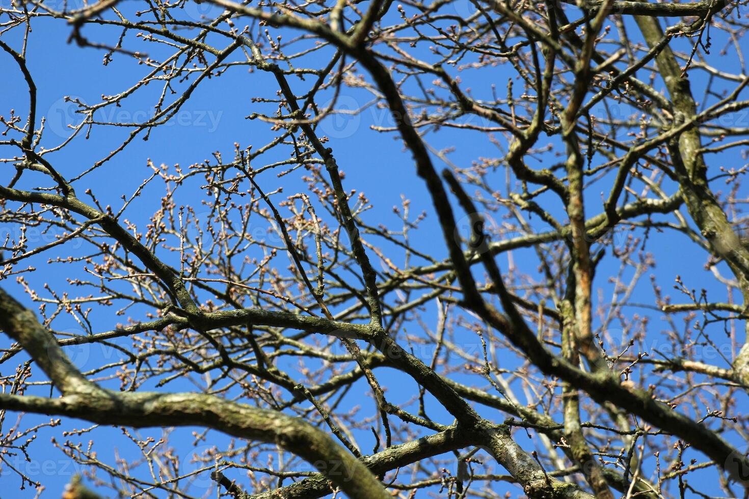 Branches without leaves reaching across the blue sky. photo