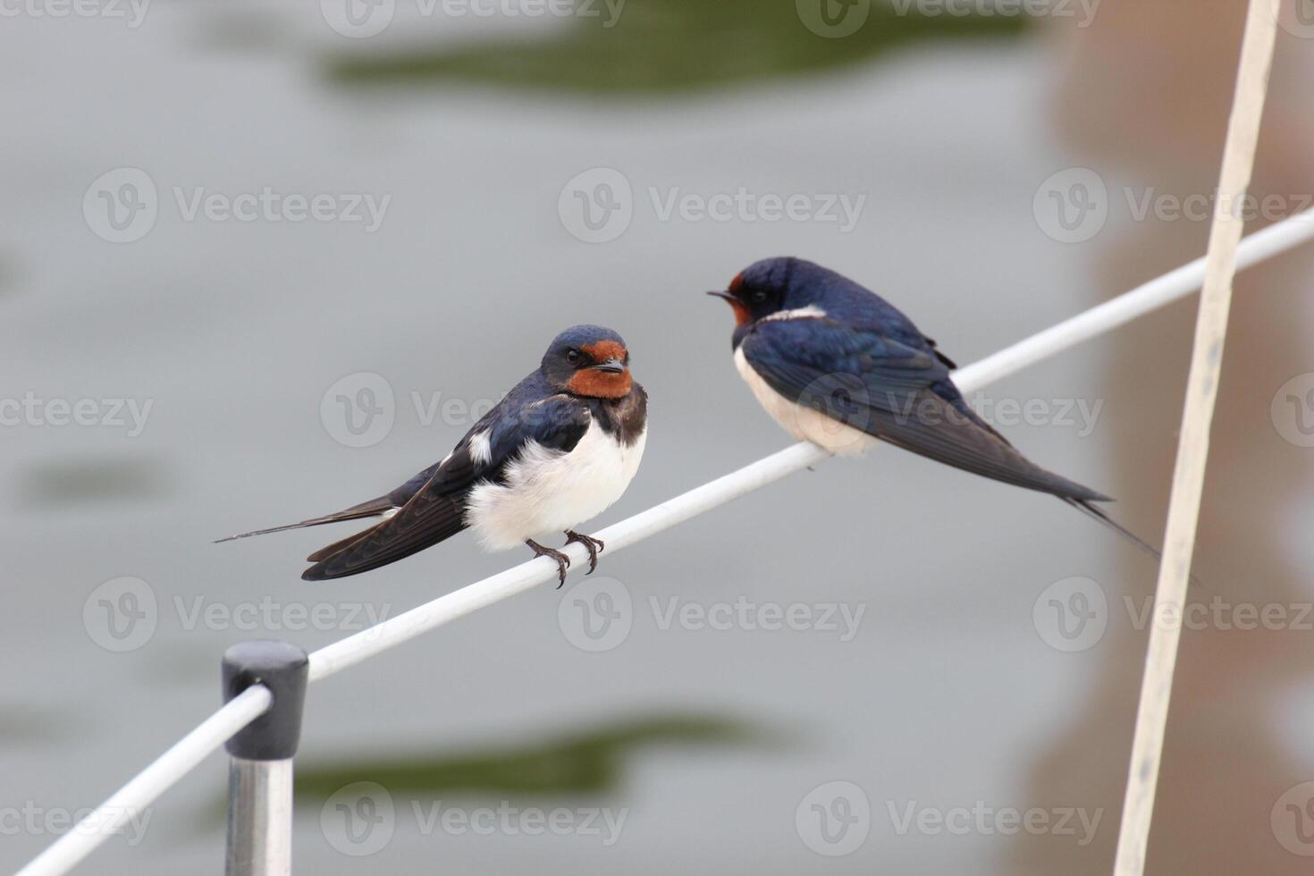 Pair of barn swallows sitting on a handrail photo