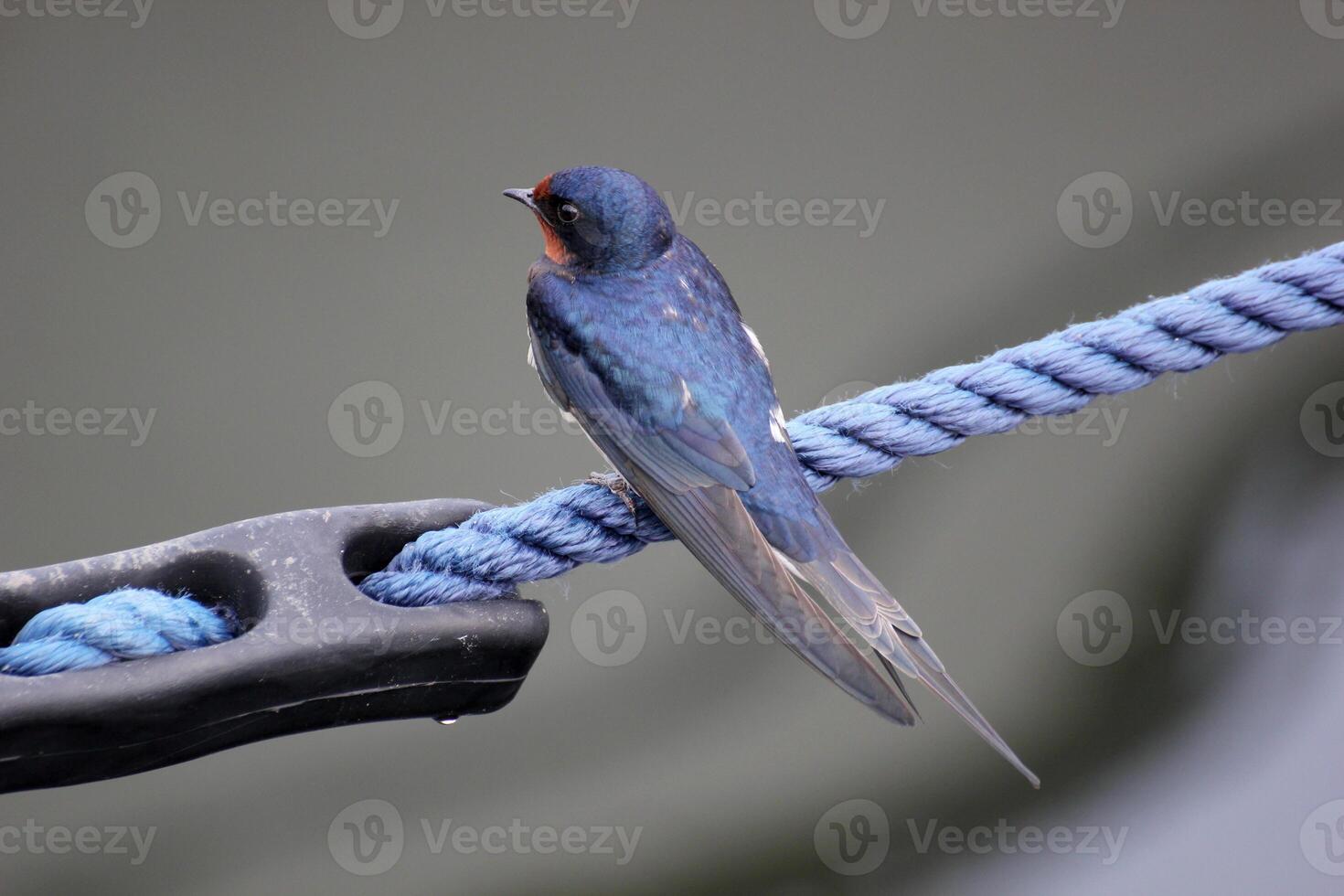 Barn swallow sitting on rope photo