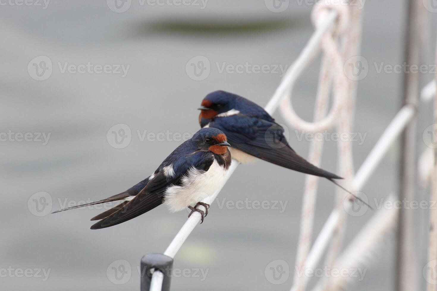 Pair of barn swallows sitting on a handrail. photo