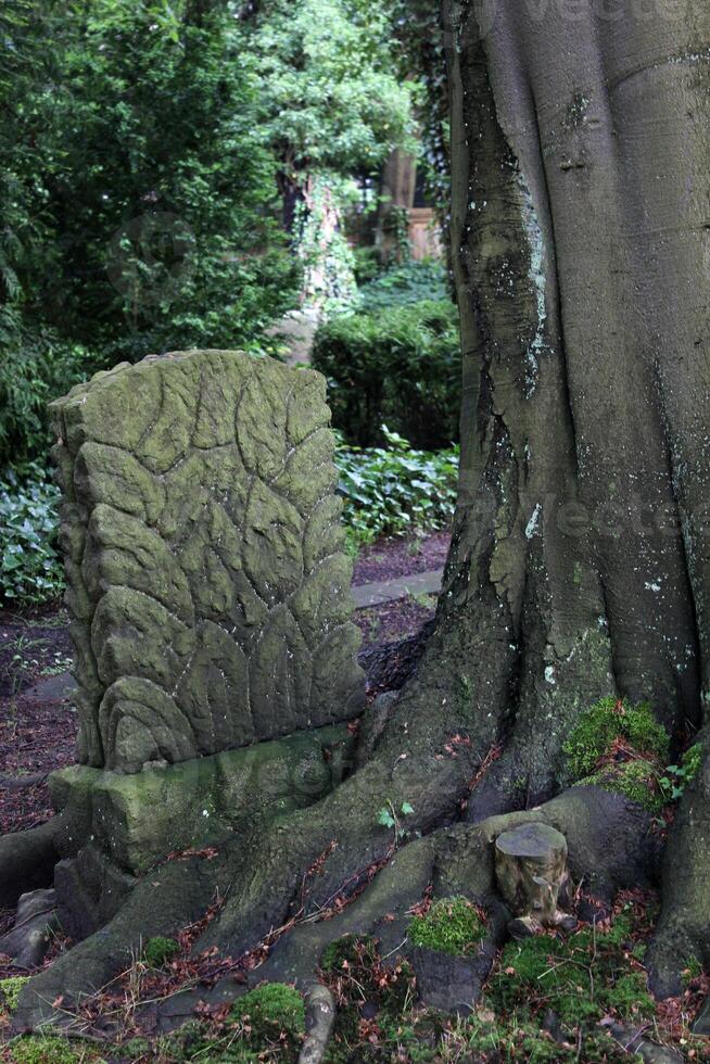 Tombstone devoured and overgrown by a tree on the old cemetary in Greifswald, Mecklenburg-Vorpommern, Germany. photo