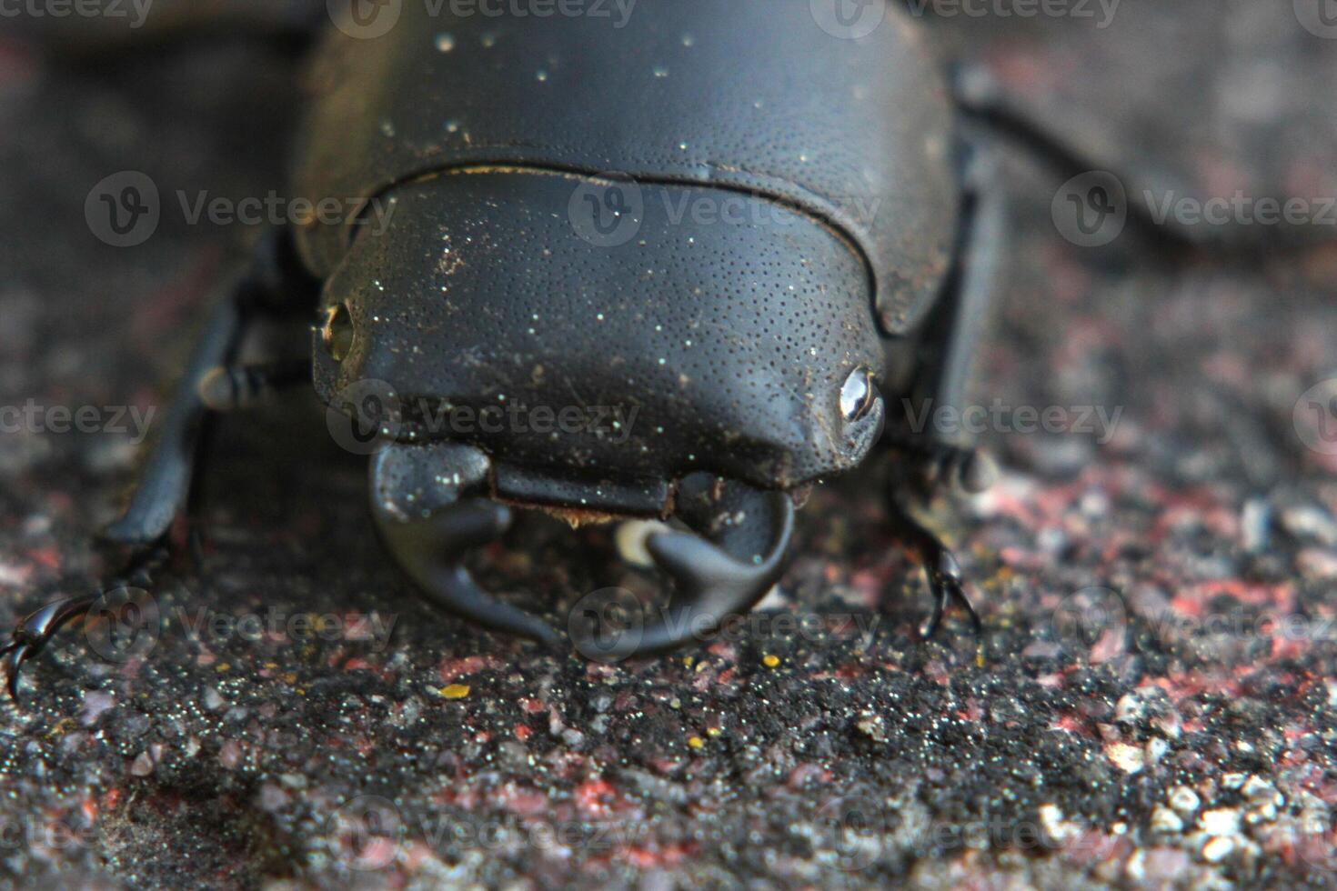 Macro of a female stag beetle Lucanus cervus. photo