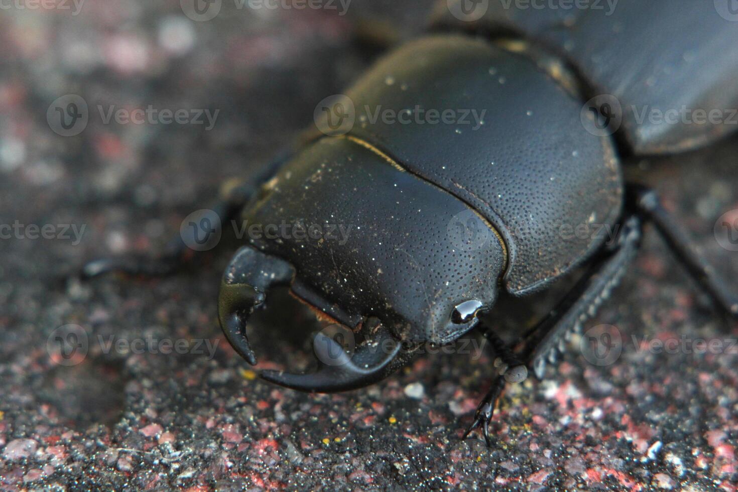 Macro of a female stag beetle Lucanus cervus photo
