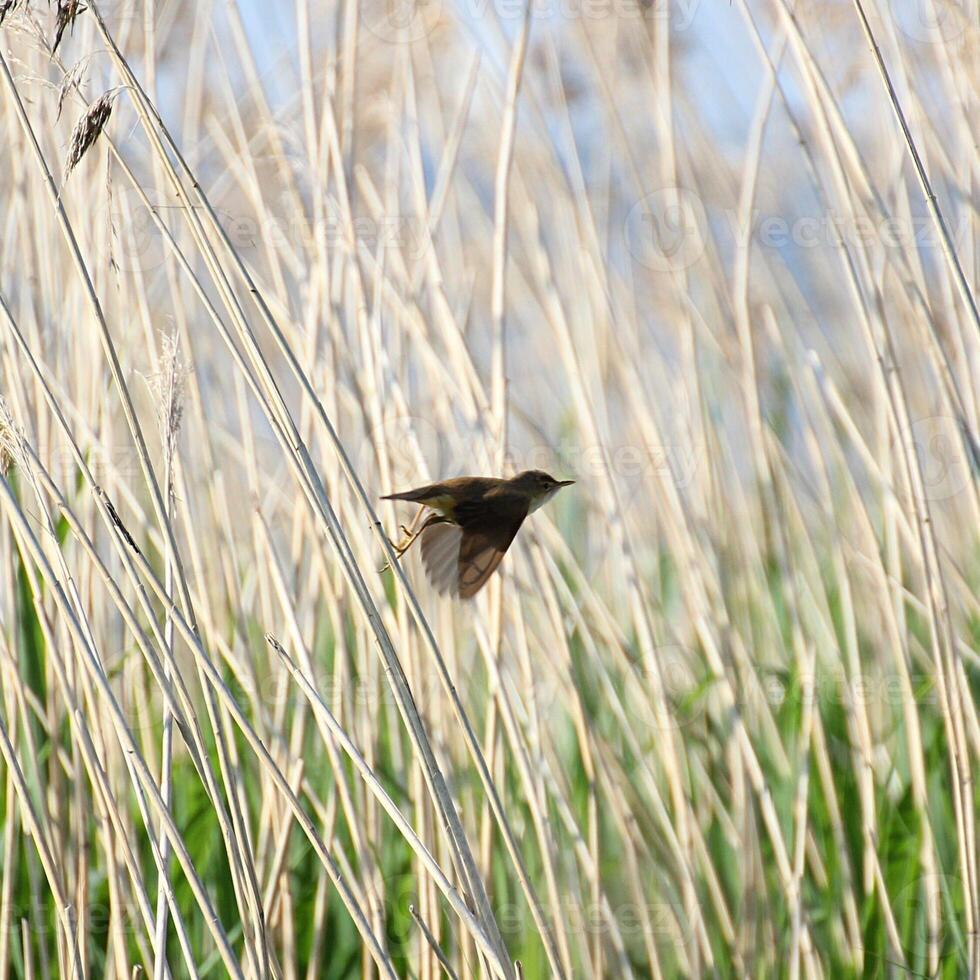 Reed warbler Acrocephalus taking of from a reed stem. photo