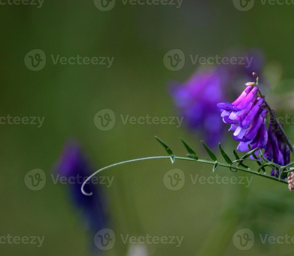 Close up of violet blossoms of the sweetpea Lathyrus. photo