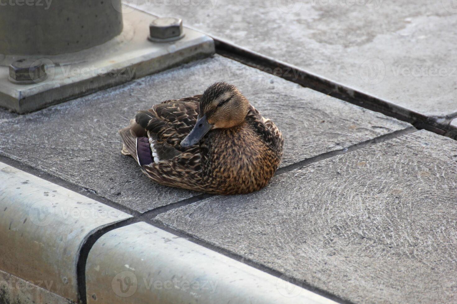 Female mallard sitting on water's edge photo