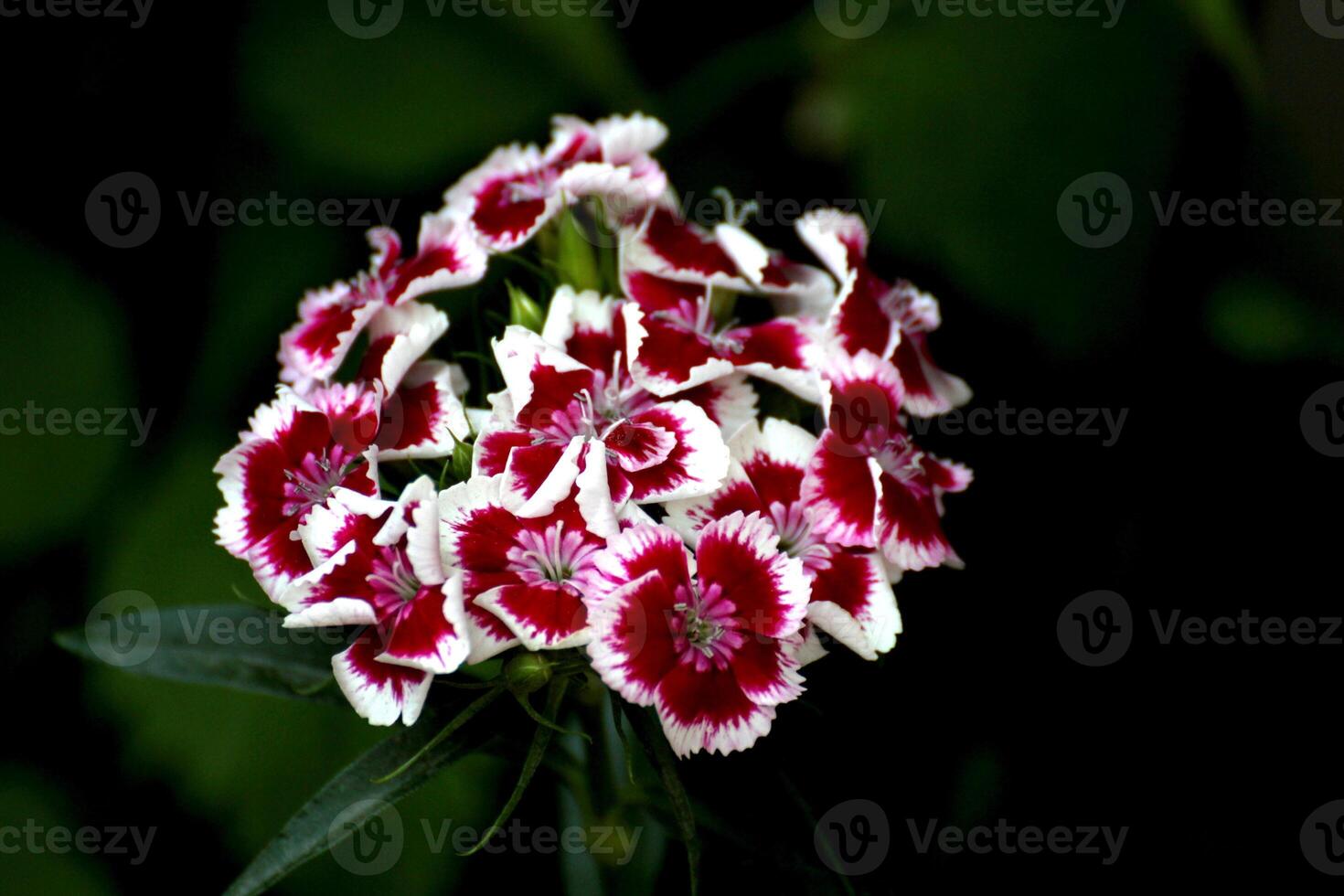 Red And White Blossoms with dark background photo