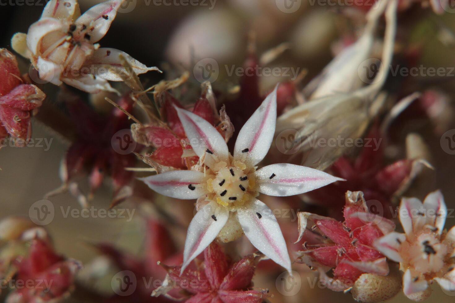 Super close up of a stonecrop Sedum flower. photo
