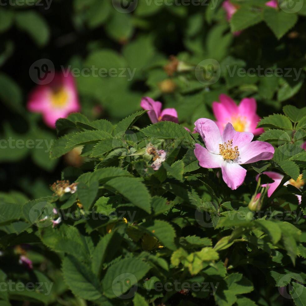 Blossom of a rose. photo
