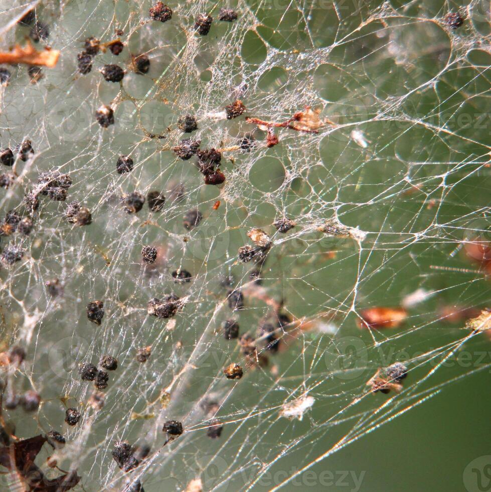 Close up of the web produced by ermine moths. photo