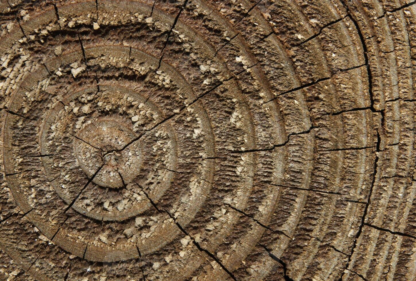 Wood cross section macro usable as background photo
